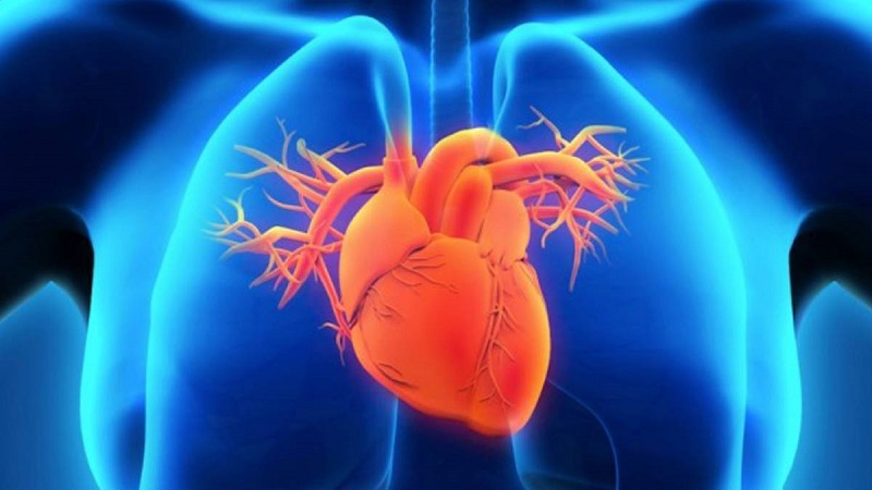 Vị trí tim nằm bên nào của cơ thể và vai trò quan trọng