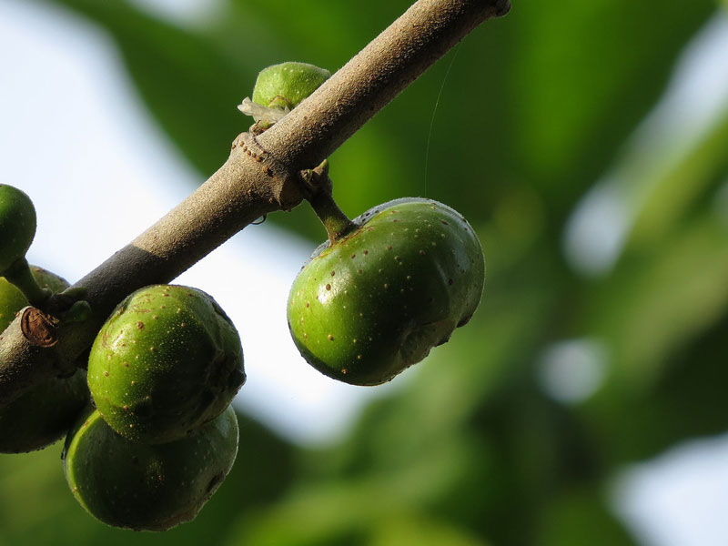 Nhựa sung lấy từ phần thân cây