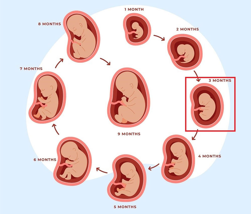 Thai nhi 12 tuần tuổi bắt đầu bước vào giai đoạn hoàn thiện nhiều bộ phận