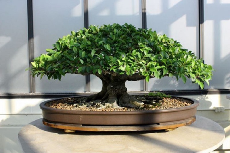 Cây si được tạo dáng bonsai để trồng làm cảnh