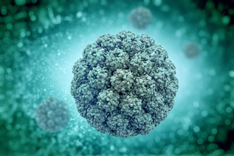 Polyomavirus thường hoạt động trong cơ thể người suy giảm hệ miễn dịch