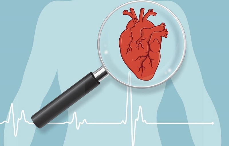 Van động mạch phổi trong hệ thống van tim có vai trò gì?
