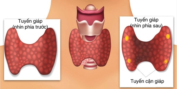 Giải phẫu tuyến cận giáp