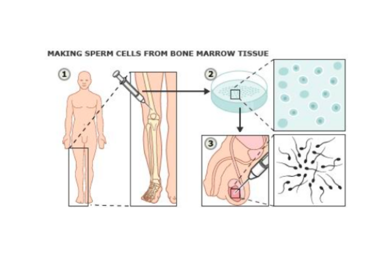 Hình ảnh mô phỏng cách thức tinh trùng được tạo ra từ tủy sống trong nghiên cứu của các nhà khoa học Đức