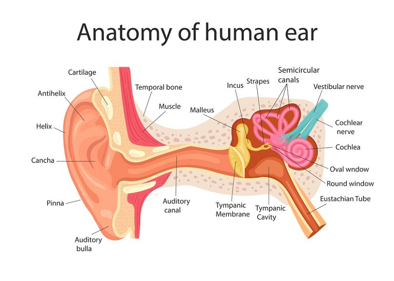 Tai giữa là bộ phận rất dễ bị viêm nhiễm