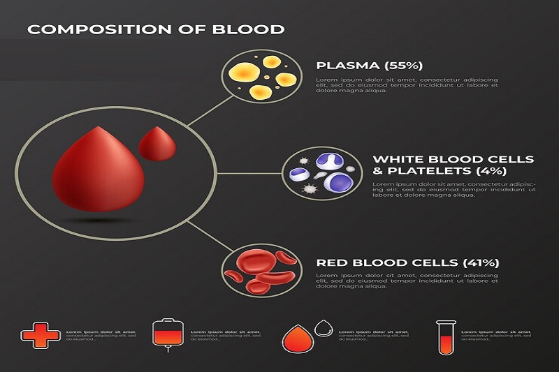Hình ảnh minh họa về các thành phần có trong máu, là một trong các chỉ số xét nghiệm máu cơ bản
