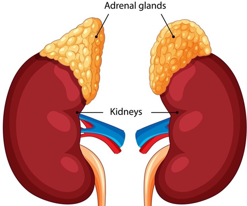 Vị trí của tuyến thượng thận