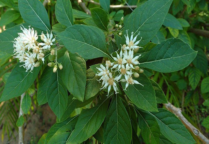 What are the medicinal properties and uses of the Northern mật gấu tree?