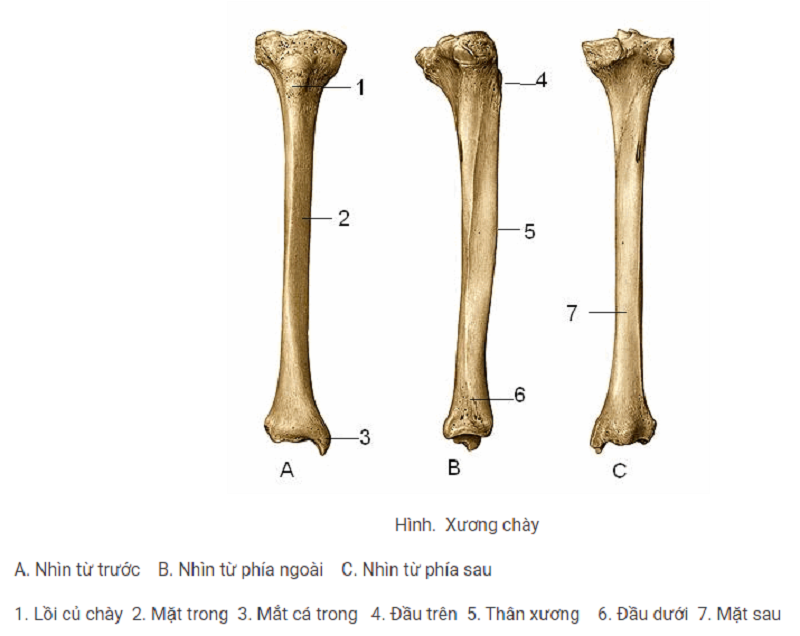 Hình ảnh miêu tả cấu các phần của xương chày chân
