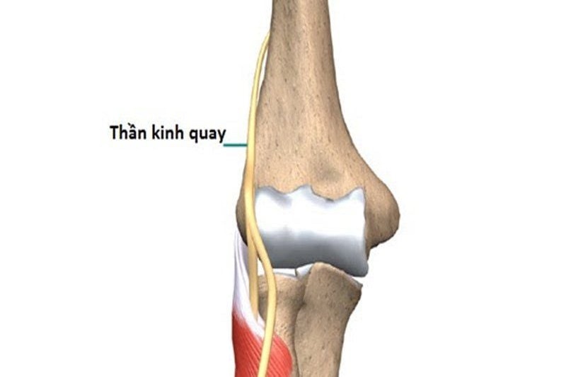 Hình ảnh giúp xác định vị trí của dây thần kinh quay