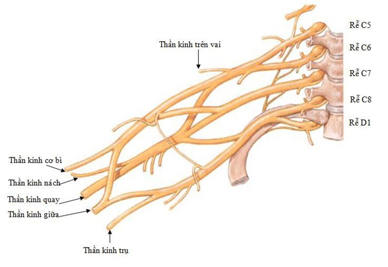 Có nguy cơ bị tổn thương các dây thần kinh trong đám rối thần kinh cánh tay trong quá trình sinh nở không?
