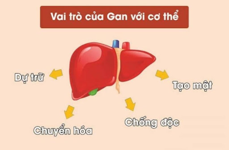 Gan có vai trò quan trọng đối với cơ thể