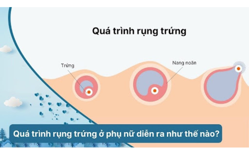 Mô tả về quá trình rụng trứng