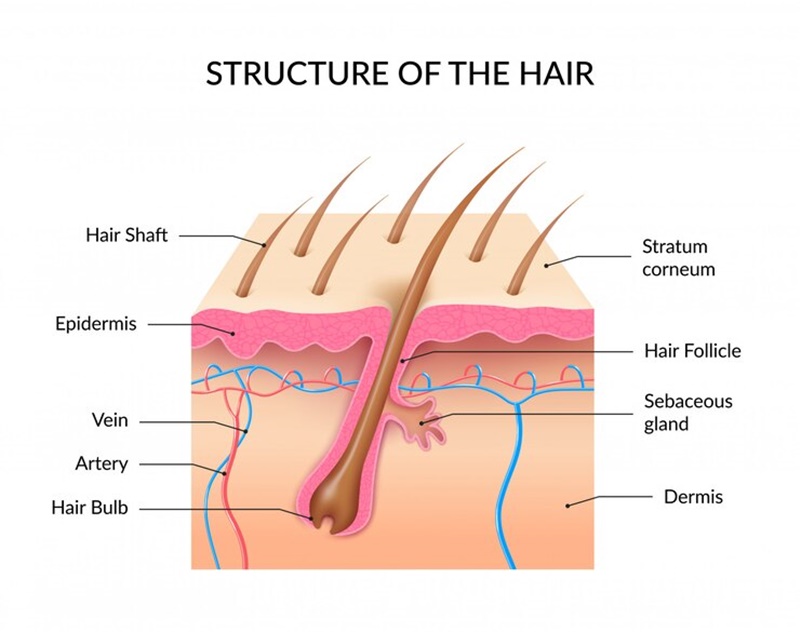 Cấu trúc của sợi tóc