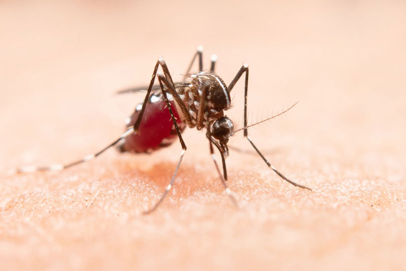 Muỗi cái Aedes Aegypti mang virus Dengue là tác nhân truyền sốt xuất huyết