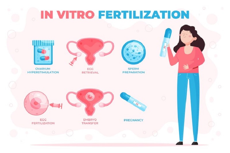 Mô phỏng quá trình mang thai bằng phương pháp IVF