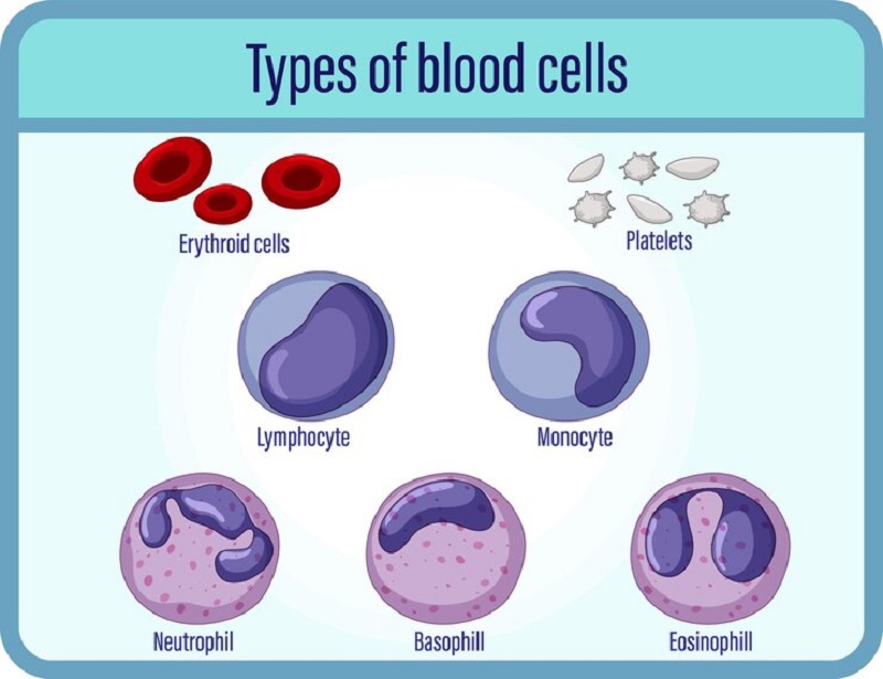 Neutrophil (NEU) là một loại tế bào bạch cầu trung tính trong máu