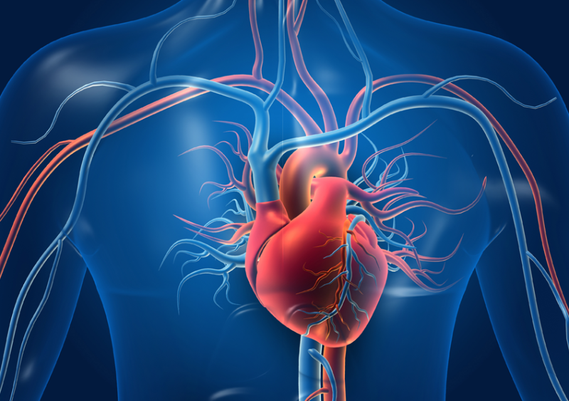 Bệnh van tim xảy ra khi van tim không hoạt động đúng cách