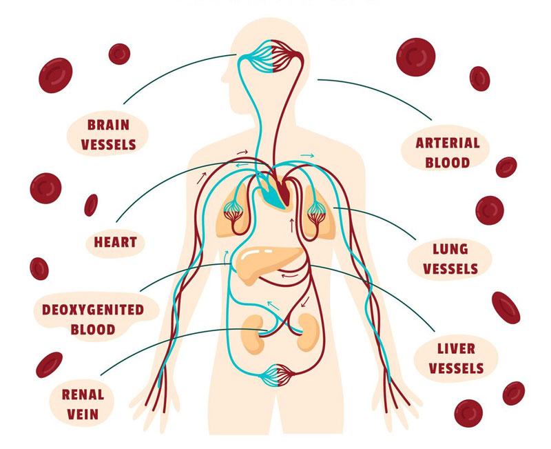 Huyết quản giữ vai trò chính trong hoạt động vận chuyển oxy, dinh dưỡng 