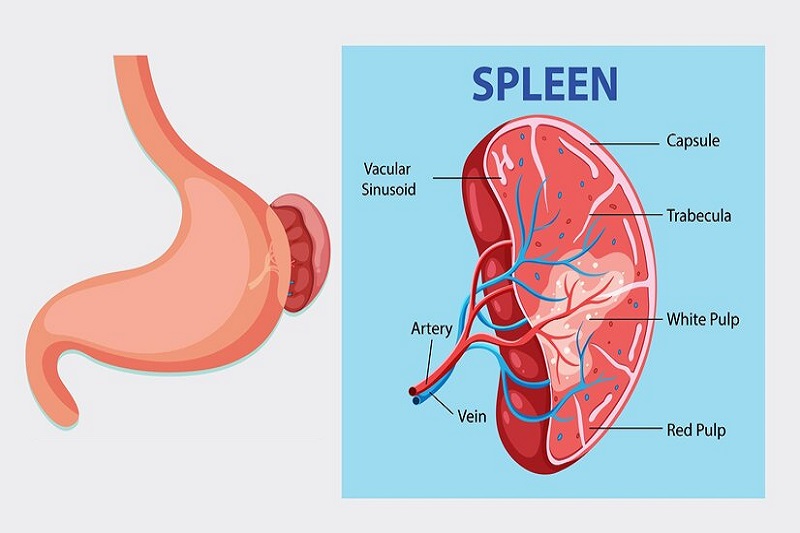 Lá lách to độ 1 không được kiểm soát tốt dễ tăng nhanh về kích thước, nguy hiểm đến chức năng gan