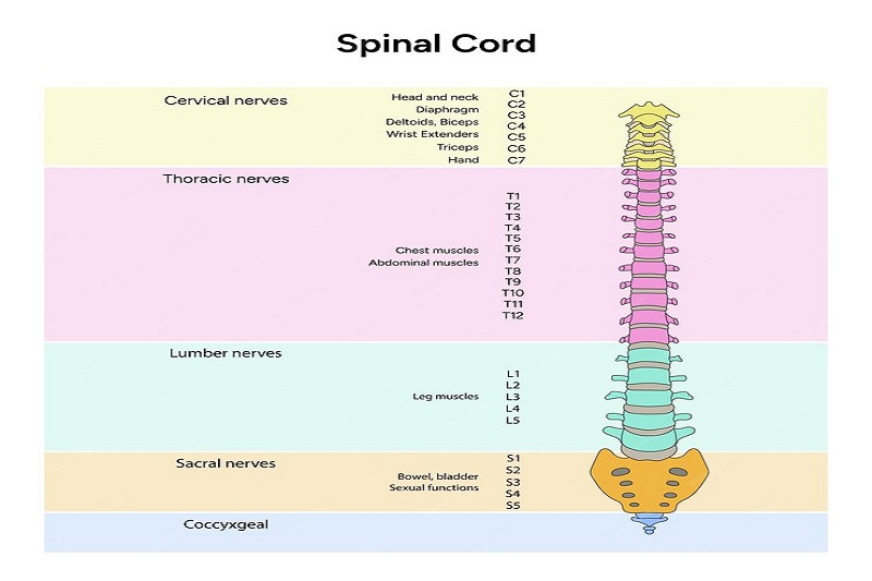 Giải phẫu tủy sống với 5 đoạn chính
