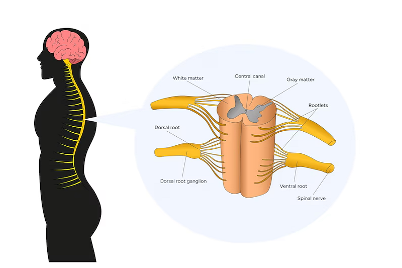 Tủy sống với các bó sợi thần kinh dẫn truyền tín hiệu đến não bộ