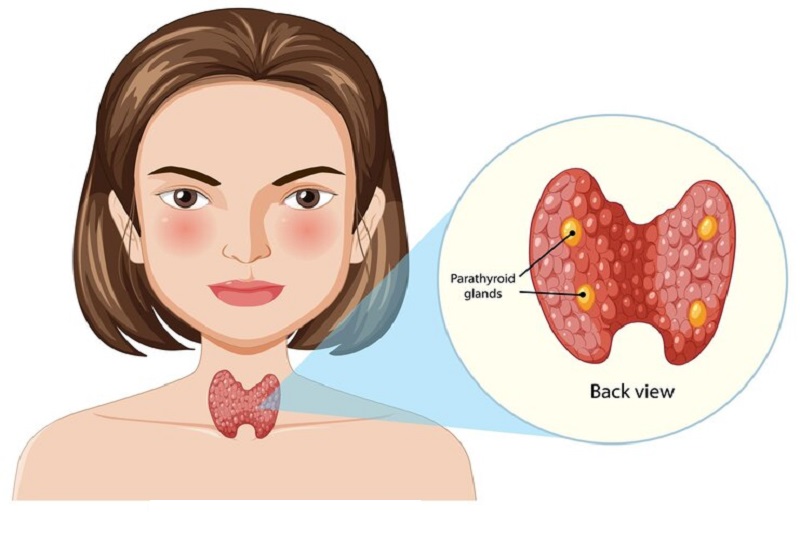 Hình ảnh mô phỏng nhân tuyến giáp