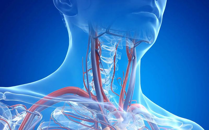 Tĩnh mạch cổ nổi rõ có thể là dấu hiệu của những bệnh lý nguy hiểm