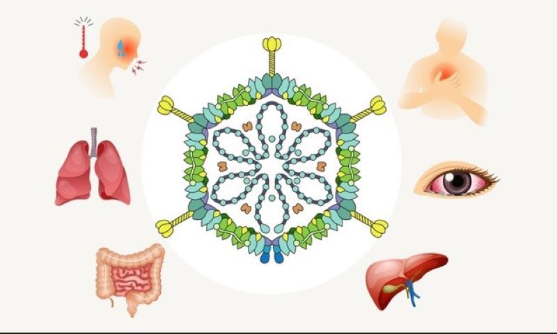 Triệu chứng do Adeno virus gây nên các cơ quan