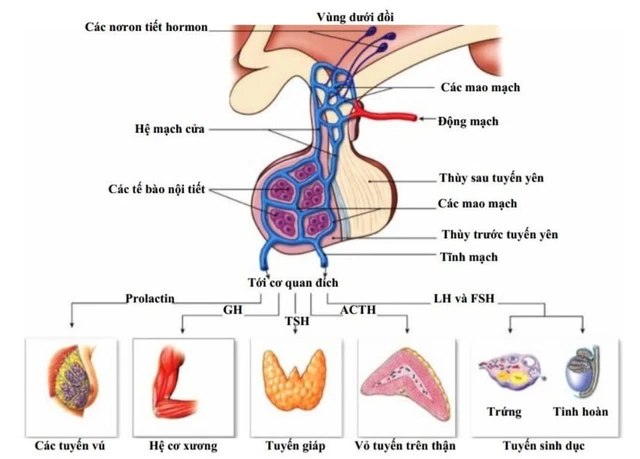 Các hormone và tuyến đích của tuyến yên