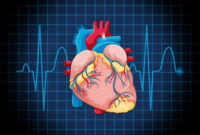 Tim là một thành phần của vòng tuần hoàn