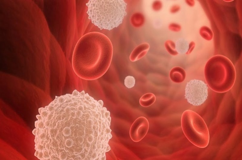 Kết quả xét nghiệm chỉ số WBC giúp xác định số lượng của tế bào bạch cầu trong máu