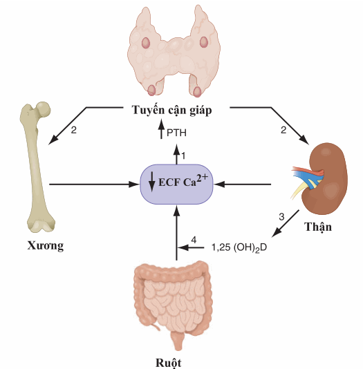 Sơ đồ cơ chế điều hòa nồng độ calci ion hóa huyết thanh của hormon PTH