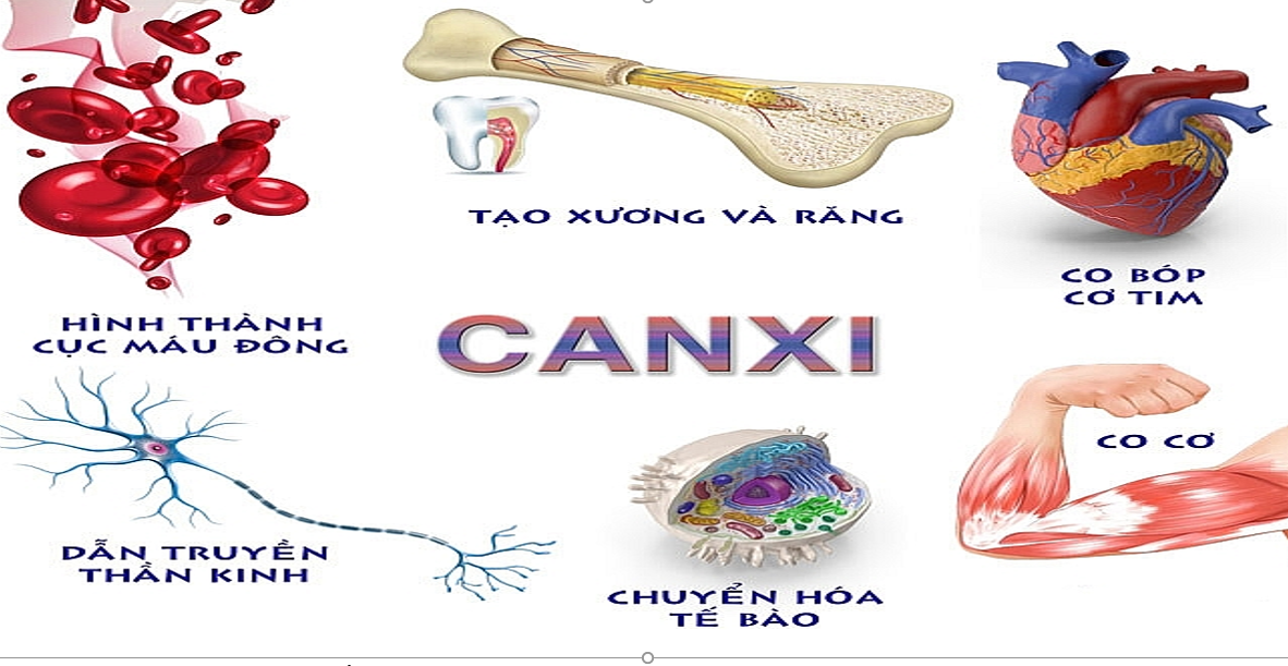 Vai trò của calci trong cơ thể