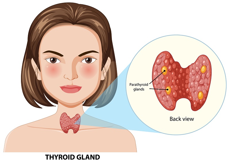 Tuyến giáp là tuyến nội tiết nằm ở vùng cổ