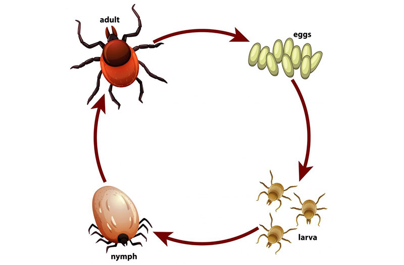Ấu trùng ve mò thuộc họ Trombicula - tác nhân truyền bệnh sốt ve mò 