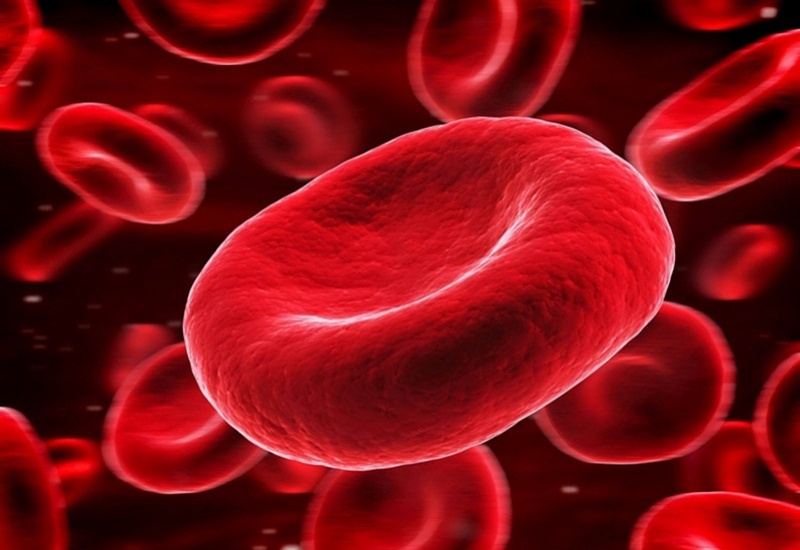 Chỉ số RBC phản ánh số lượng của tế bào hồng cầu trong máu