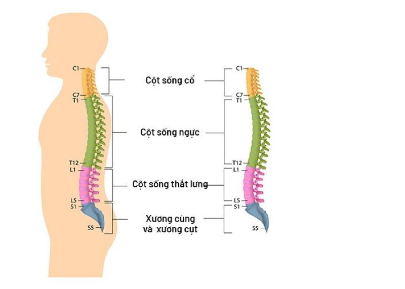 Các vị trí đau lưng