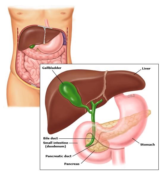 Vị trí tuyến tụy trong ổ bụng[1] 