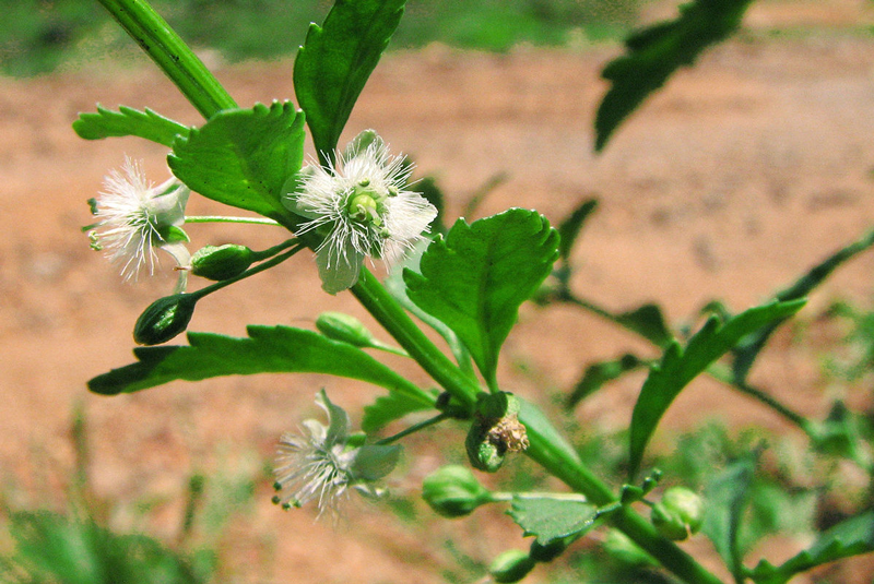 Cây cam thảo nam là dược liệu thuộc họ hoa mõm chó, mọc hoang nhiều nơi