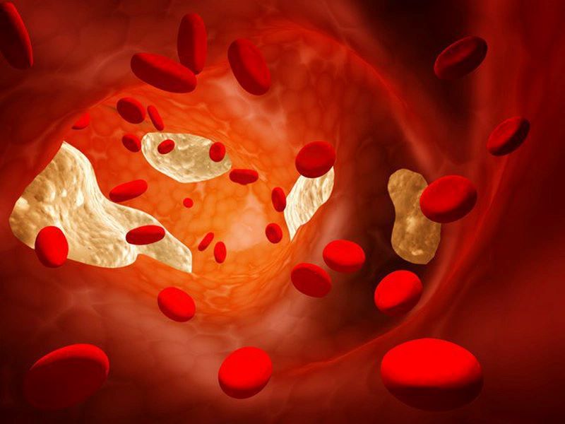 Cốt khí củ có tác dụng hạ cholesterol, giảm nguy cơ hình thành mỡ máu