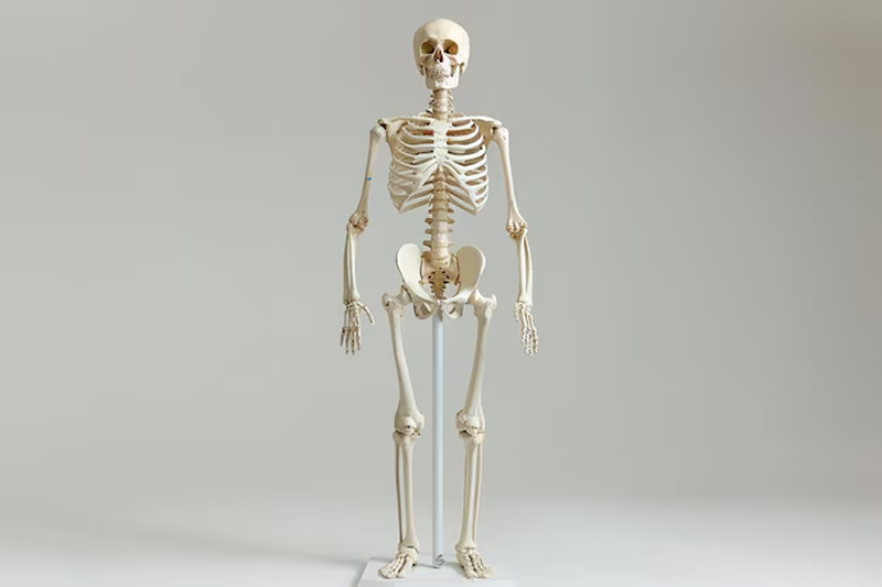 Con người có bao nhiêu xương? Đó là 206 xương ở người trưởng thành