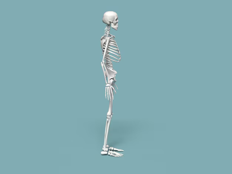 Bộ xương người có tổng cộng 4 loại xương