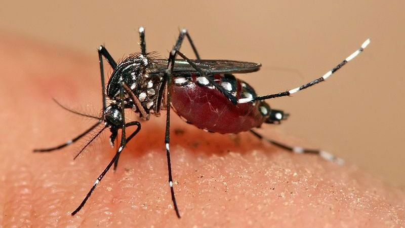 Vết đốt của muỗi vằn cái Aedes aegypti trở thành 