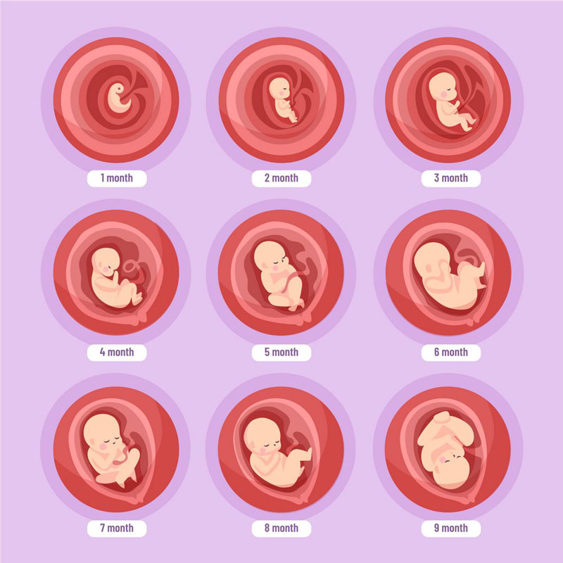 Khám sàng lọc trước sinh ở các mốc thời gian giúp phát hiện sớm bất thường ở thai nhi và người mẹ 