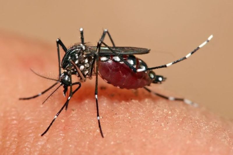 Sốt xuất huyết có thể lan truyền thành dịch thông qua muỗi Aedes Aegypti
