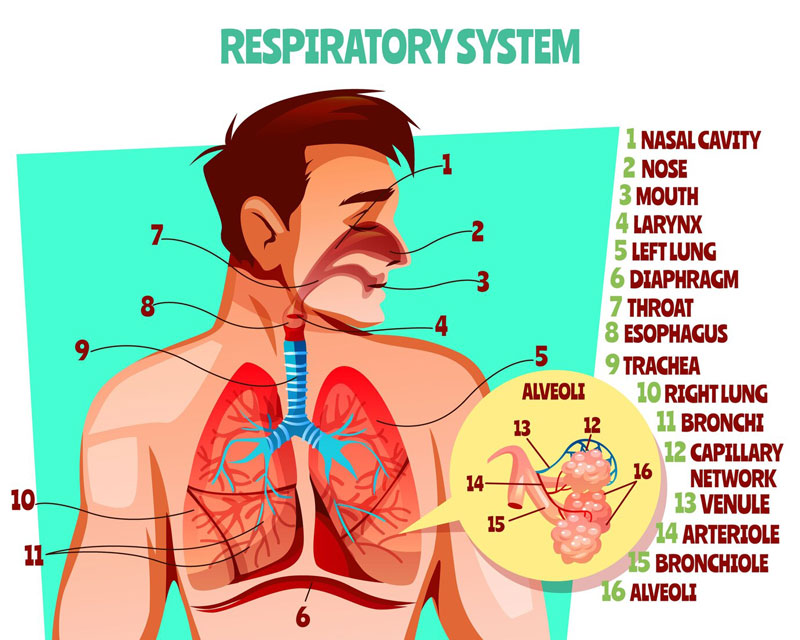 Hệ hô hấp được chia thành đường hô hấp trên và đường hô hấp dưới