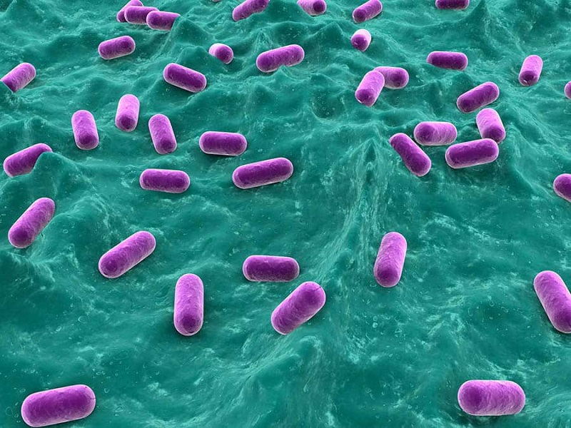 Vi khuẩn Propionibacterium acnes - tác nhân chính gây nên mụn bọc sưng đỏ