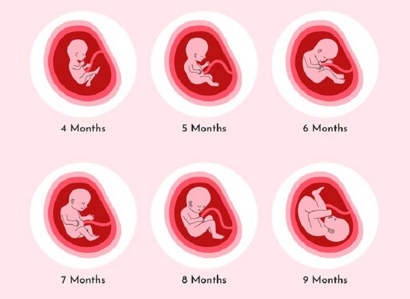 Theo dõi các chỉ số thai nhi theo tuần giúp mẹ biết được sự phát triển của con yêu