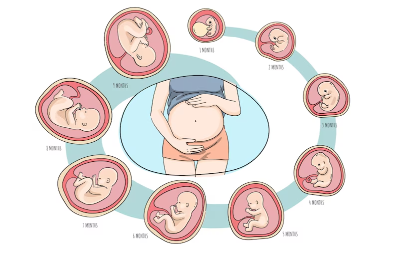 Sự phát triển của thai nhi qua các mốc tuần tuổi